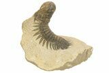 Bargain Crotalocephalina Trilobite Fossils - 2 1/2 to 3 1/2" - Photo 2